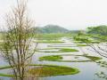 Loktak lake (Source: India Water Portal)