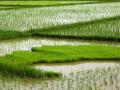 Determining the long-term effects of the flood-tolerant rice variety Swarna-Sub1. (Image: Centre for Effective Global Action)