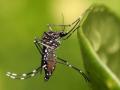 The dengue-causing Aedes aegypti mosquito (Source: Wikimedia Commons) 