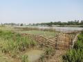 Mangrove nursery (Source: India Water Portal)