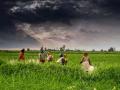 A farm in Madhya Pradesh during monsoon. Source: Rajarshi Mitra/Wikimedia Commons