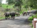 Small scale farmers with their livestock (Image Source: India Water Portal)