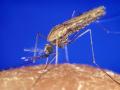 मच्छर और मलेरिया (स्रोत: विकिमीडिया कॉमन्स)