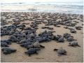 Olive Ridley sea turtles; Source: The Hindu