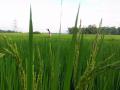 Rice field in Assam (Source: IWP Flickr photos)