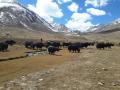 Yaks are used to very cold temperature and exhibits heat stress when the temperature increases. (Source: IWP Flickr photos)