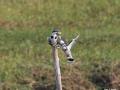 Pied kingfishers squabbling for the catch