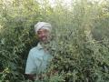 The farmer got bumper crop of pigeon pea