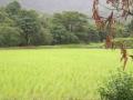 The future of rainfed agriculture in India