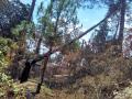 Chir pine trees felled by forest fires in Uttarakhand, 2016 (Image: Ramwik, Wikimedia Commons, CC BY-SA 3.0)