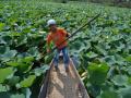 A Kashmiri boy on a boat among lotus leaves on Dal Lake. (Pic courtesy: Safeena Wani/101Reporters)