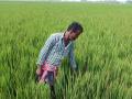 Nikhil Bagdi at his paddy field. (Photo: Gurvinder Singh)