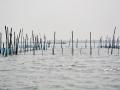 A shrimp farm. (Source: India Water Portal)