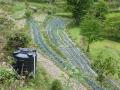 Carefully mulched and fed by drip irrigation