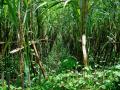 Cropping pattern in Maharashtra over the past 40 years has shifted towards water-intensive crops like sugarcane (Image: Terry Sunderland/CIFOR)