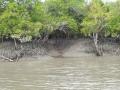 Sundarban mangrove (Source: Wikimedia Commons)