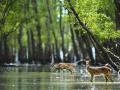 The mangrove forests of the Sundarbans are the biggest barriers against cyclones from the Bay of Bengal. Source: Laskar Sarowar/Wikimedia Commons