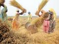 Farmers thresh paddy during harvest at Sangrur, Punjab. (Source: Neil Palmer, CIAT, 2011, Wikimedia Commons)