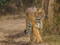 Tiger in Corbett national park. (Source: Soumyajit Nandy, Flickr Commons)