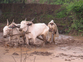 Traditional farming techniques