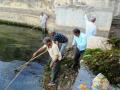 Citizens of Udaipur get together to remove water hyacinth from the Pichhola lake.