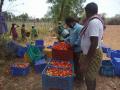 In the light of disrupted food supply systems, especially for fresh produce, the village institution arranged for harvesting and sale of produce. (Image: FES)