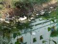 Water-borne litter in Salem, Tamil Nadu. (Source: Parvathisri, Wikimedia Commons)