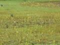 A roadside wetland remains a biodiversity haven instead of being clogged with trash in Vernem,Goa