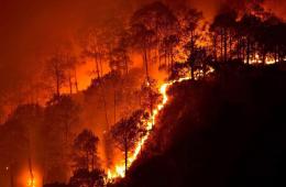 Forest fires ignited by natural causes, but major contribution of human action cannot be denied (Image: Naveen N K, Wikimedia Commons)