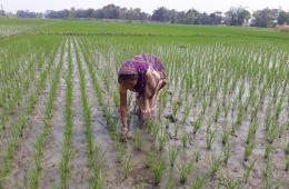 Paddy cultivation in India. Image for representation purposes only (Image Source: Pranamika Pathak via Wikimedia Commons)