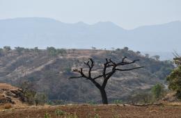 Disappearing trees over Indian farmlands (Image Source: WOTR)
