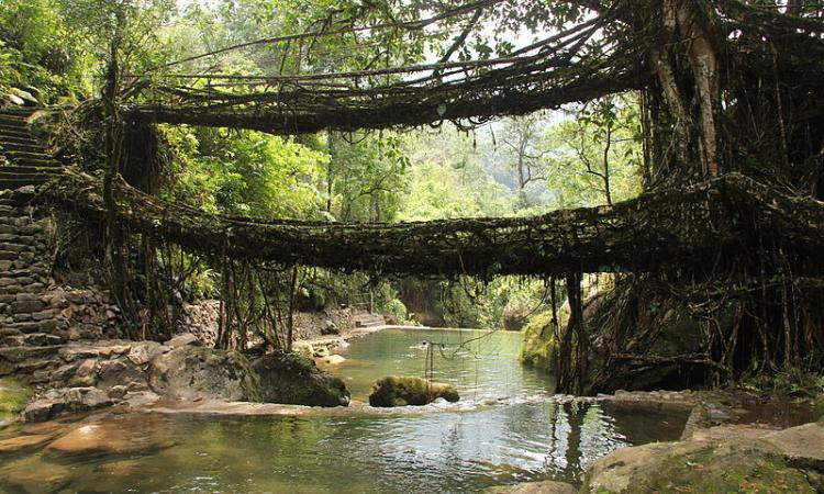A living root bridge, a type of simple suspension bridge formed of living plant roots by tree shaping in village Nongriat, Meghalaya (Image: Wikimedia Commons)