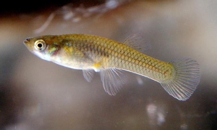 Gambusia spell doom for freshwater diversity (Image Source: Gambusia affinis, NOZO via Wikimedia Commons)