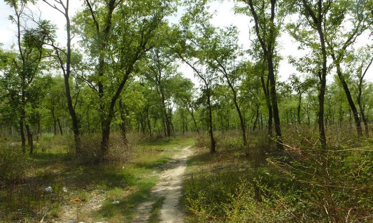 Forests help mainitain the ecological balance of Earth (Source: IWP Flickr photos)