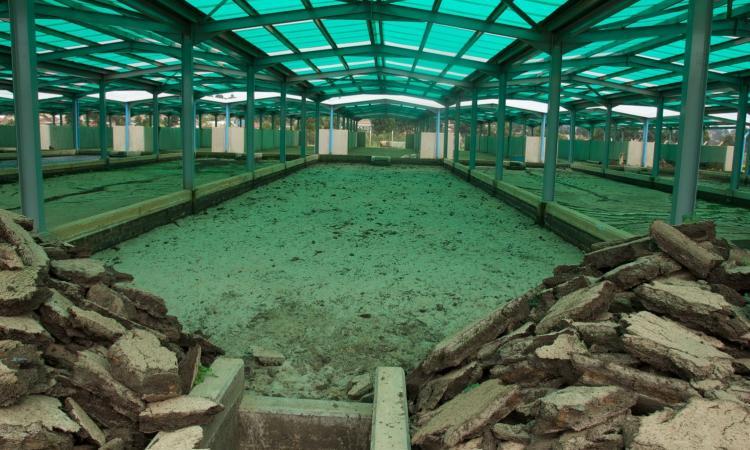 Empty faecal sludge drying bed (Image: Lars Schoebitz; Flickr Commons)