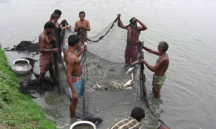 Fishermen use wastewater from Kolkata to rear fish (Image Source: India Water Portal)