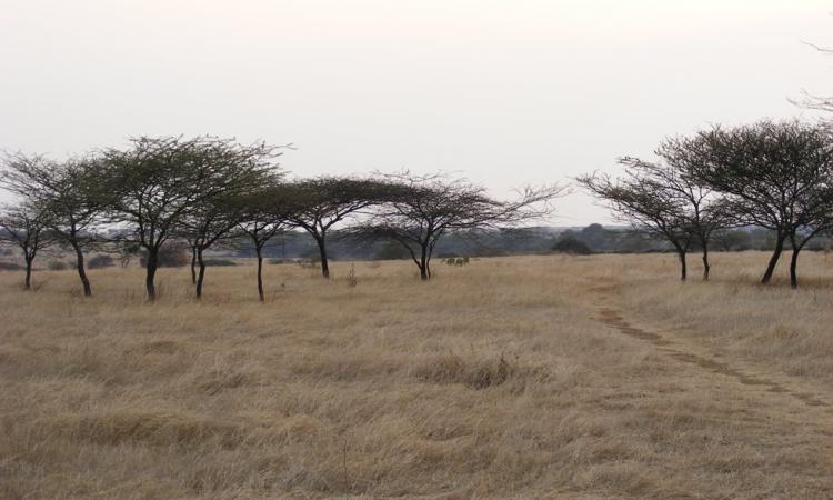 Savanna grasslands at Nannaj Bustard Sanctuary, Solapur, Maharashtra (Image Source: Raju Kasambe via Wikimedia Commons)