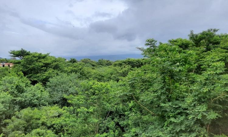 The Western ghats forests, under threat (Image Source: India Water Portal)