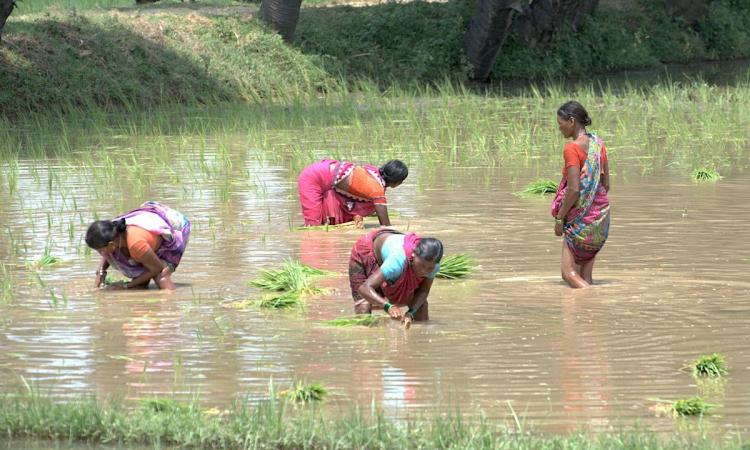 Devastated onion farm during floods in Bihar, 2016. (Image: Dakshina Murthy/IWMI)