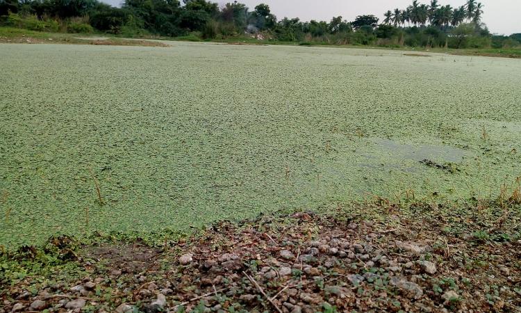 Algal blooms in a pond in Tamil Nadu (Image Source: Wikimedia Commons)