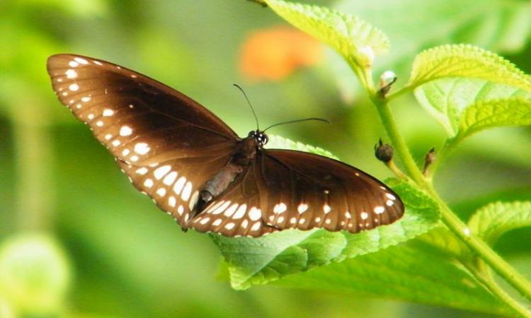 Common Indian crow butterfly (Image: Abhilash A K Abhialeena)