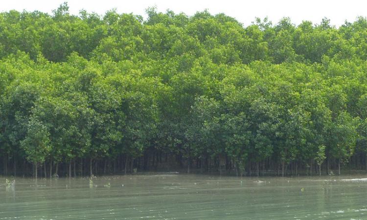 Mangroves in Sunderbans (Source: IWP Flickr Photos)