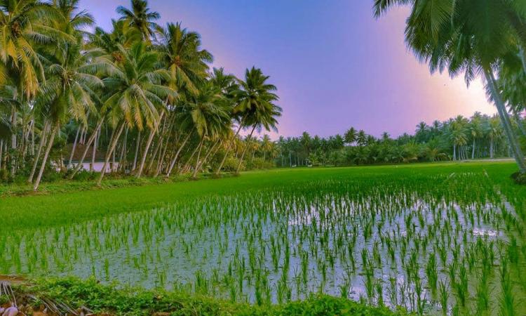 Sustainable agricultural practices lead to water saving, soil conservation, sustainable land management, conservation of natural resources, ecosystem and climate change benefits. (Image: Maheshwara, Pixahive) 