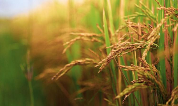 Soil contributes more than irrigation to rice-grain arsenic concentration (Image: Arjun Reddy, Pixabay)