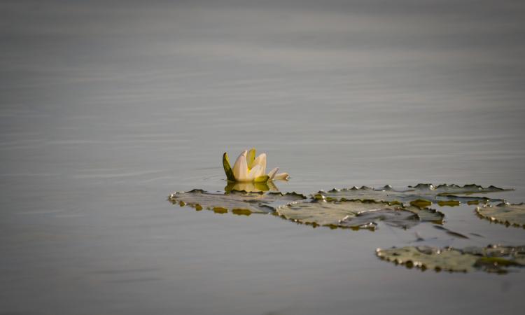 A wetland supports life in myriad forms (Image source: IWP Flickr photos)