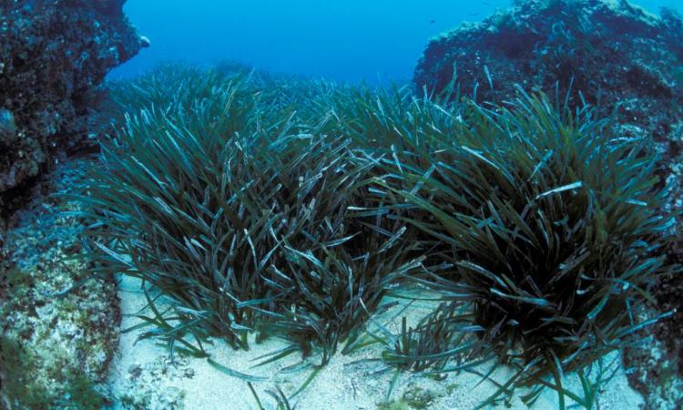 Mediterranean seagrass (Image: David Luquet, CNRS-Sorbonne University)