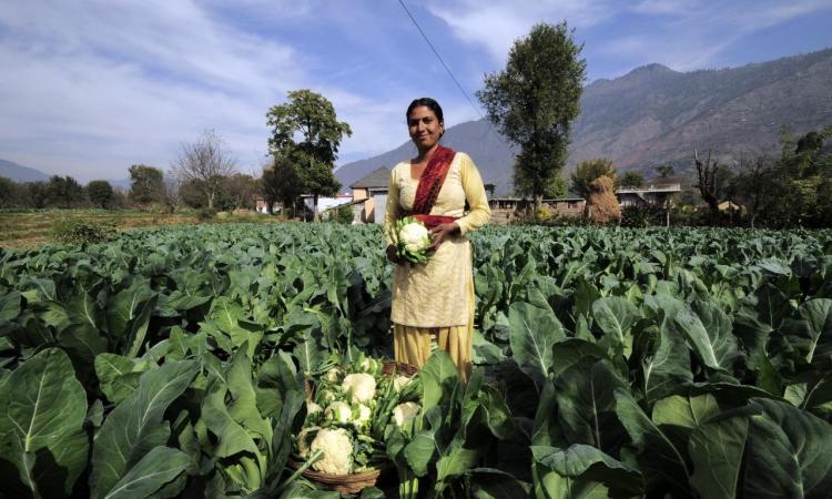 Crop diversification to cope with climate shocks in Himachal Pradesh (Image Source: Wikimedia Commons)