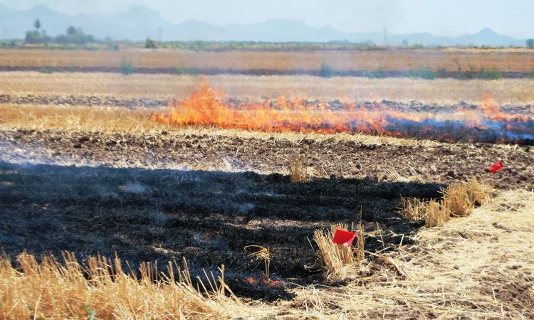 A controlled burn on long-term conservation agriculture trials (Image: CIMMYT)