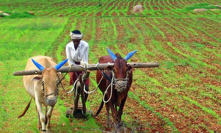 A farmer ploughing his fields in Andhra Pradesh, India (Image Source: Ananth BS via Wikimedia Commons)