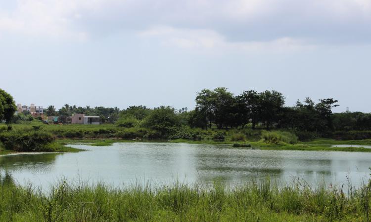 Natural spaces such as water bodies and vegetation in cities can act as sponges and absorb rain and prevent flooding (Image Source: IWP Flicker photos)